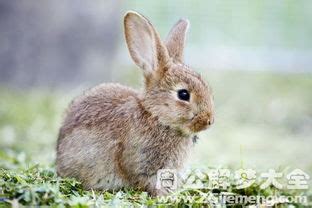 养一千只兔子一年利润能有多少（兔子的养殖效益分析）-梅叔博客