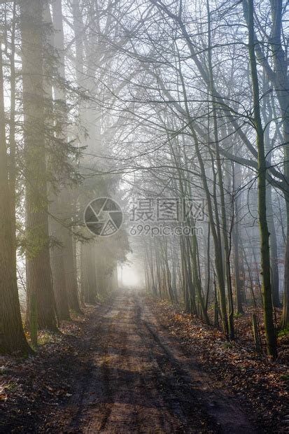 树林和田地之间在迷雾的清晨高清图片下载-正版图片507371633-摄图网