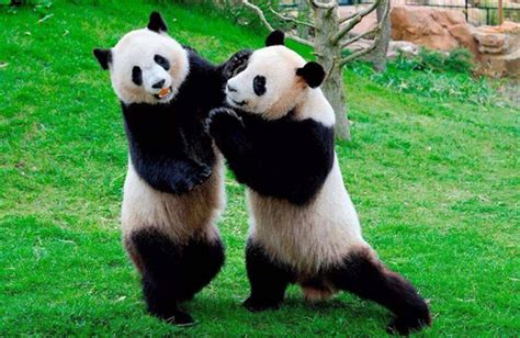 大熊猫那么没有战斗力为什么能在进化过程中幸存下来？ - 知乎