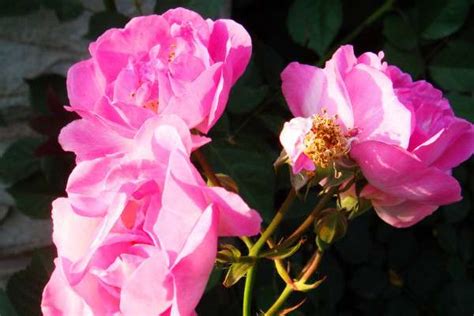 多花蔷薇-常见园林植物-图片