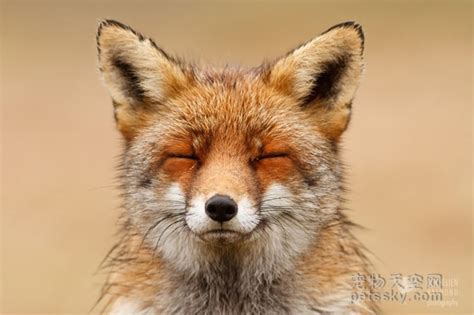 野外摄影师拍到的狐狸照片 让你看到它们可爱的一面 | 宠物天空