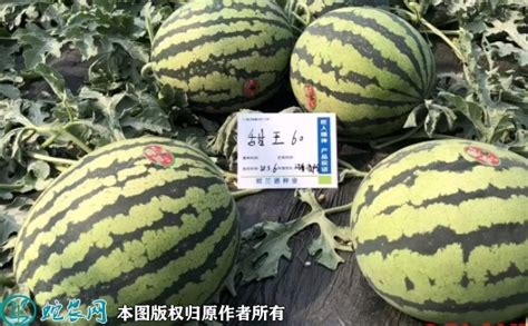 甜王西瓜产地大量供应质优价廉 山东潍坊 甜王西瓜-食品商务网