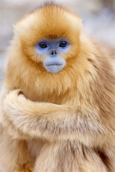 金丝猴2----陕西省动物研究所