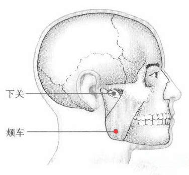 颊车的准确位置图图片