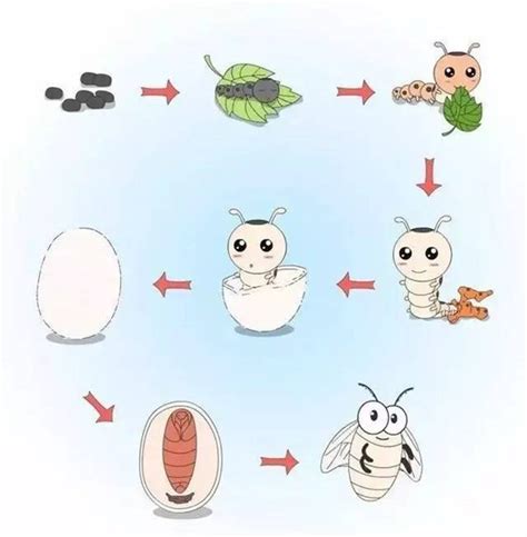 蚕的生长过程简述（蚕的生长周期） | WE生活