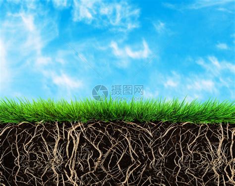 草根和土壤高清图片下载-正版图片503230736-摄图网