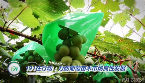 【果园快报】“中国好果园”等你来登场！_191农资人 - 农技社区服务平台