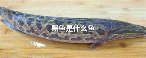 酸菜鱼用黑鱼的做法，黑鱼的营养价值高，做出来的味道就是香