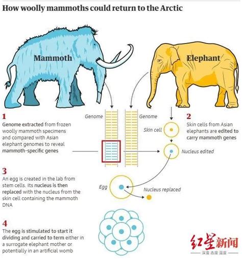 灭绝一万年后，猛犸象4-6年内“复活”？_手机新浪网
