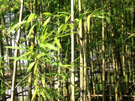 竹子为什么长的那么快？