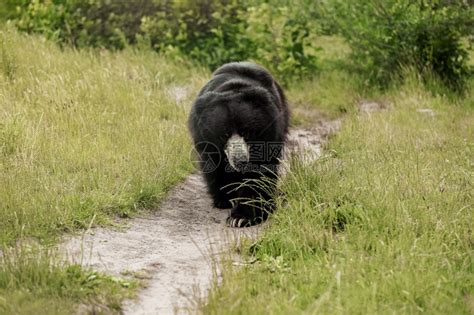新科普|“黑熊为脱单徒步650公里”爆红，复旦专家：它可能只是爱冒险_手机新浪网