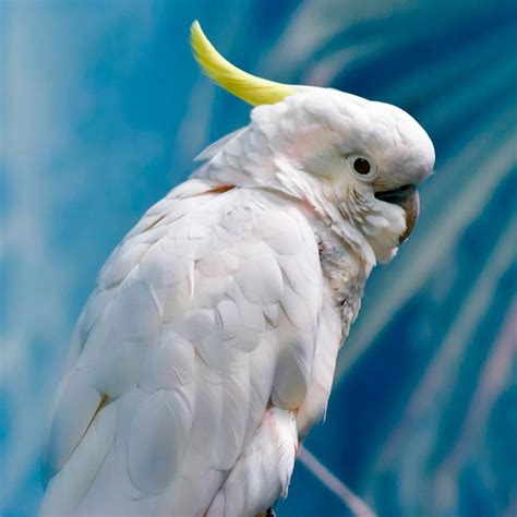 玄凤鹦鹉有哪些品种，如何区分公母？什么是派特趴度？_黄色
