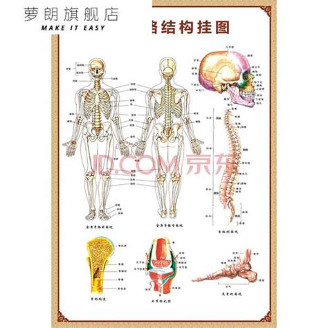 欧美人体结构图片