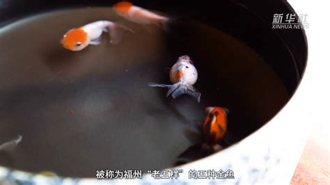 在福州 听历久弥新的金鱼故事_凤凰网视频_凤凰网