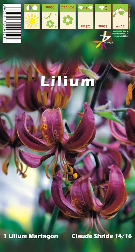 Lilia złotogłów odm. Claude Shride (Lilium martagon) kupuj w OBI