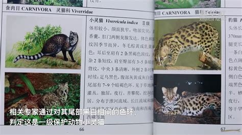 湖南鹰嘴界国家级自然保护区拍到一级保护动物小灵猫_凤凰网视频_凤凰网