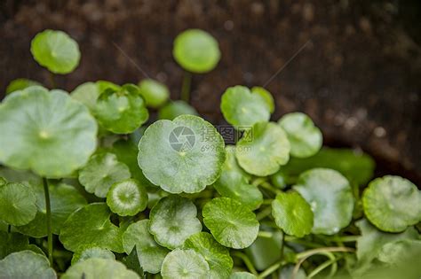 金钱草怎么养？金钱草水培方法-种植技术-中国花木网