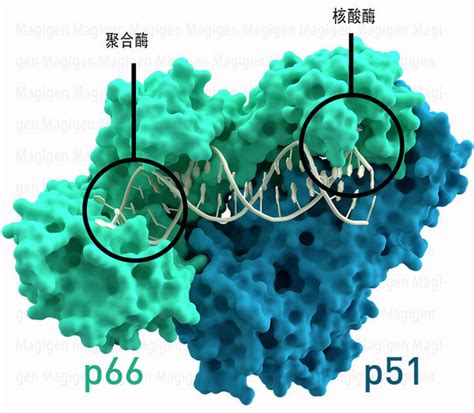 逆转录酶从入门到精通 - 美格生物，领先的IVD分子检测技术提供商！