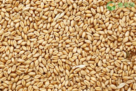 2021年小麦价格多少钱一斤？小麦种植成本利润分析 - 惠农网