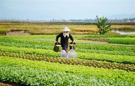重磅｜农业补贴有重大改革，2018年主要有这16种！-长江蔬菜