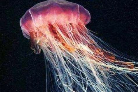 世界十大剧毒水母有哪些 最毒的一种四分钟要你命 - 神奇评测