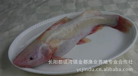 长江肥鱼图片
