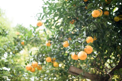 硕果累累的橘子种植园高清图片下载-正版图片502068655-摄图网