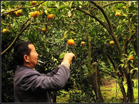 六月前柑桔树管理技术要点--四川春沃果业有限公司