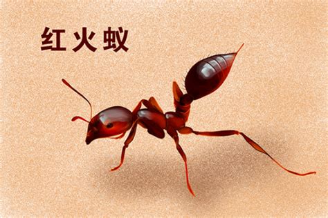 蚂蚁帝国下载-蚂蚁帝国免费版-蚂蚁帝国中文版-PC下载网