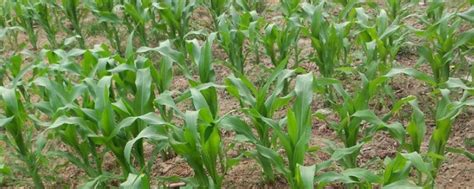 冠穗788玉米种子简介，夏播适宜在5月底前播种 - 新三农
