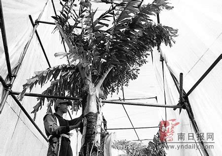 《春城晚报》：农大邀你为树林取名-云南农业大学 新闻网