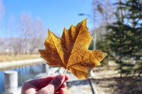 秋天的红色枫叶高清图片下载-正版图片500748228-摄图网