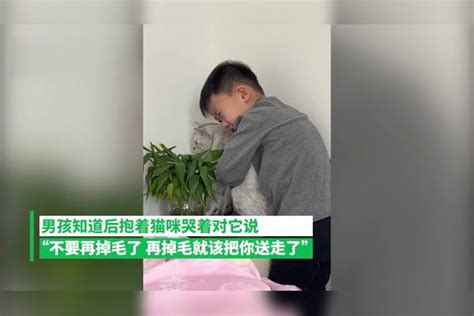 男孩怕猫被送走哭着请求不要掉毛，网友：别让孩子伤心