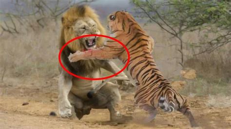 老虎和狮子打架，究竟谁能更胜一筹？结局太令人意外了！_宠界新闻