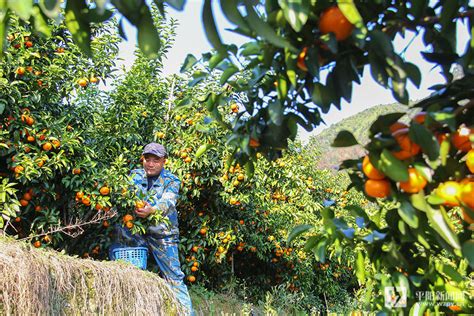 凤凰：6000多亩柑橘进入采摘期 果农丰收笑开颜 - 湘西 - 新湖南