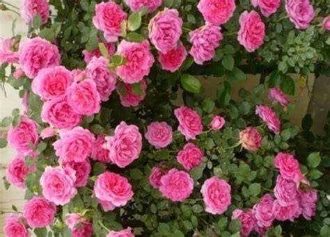 玫瑰月季蔷薇花怎么区别，玫瑰月季蔷薇花三种区别方法 —【发财农业网】