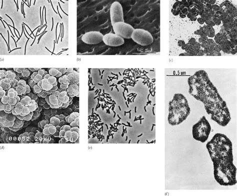 瑞士乳杆菌Lactobacillus helveticus(Corla-Jensen)Bergeyetal.品牌：谷研进口、国产-盖德化工网