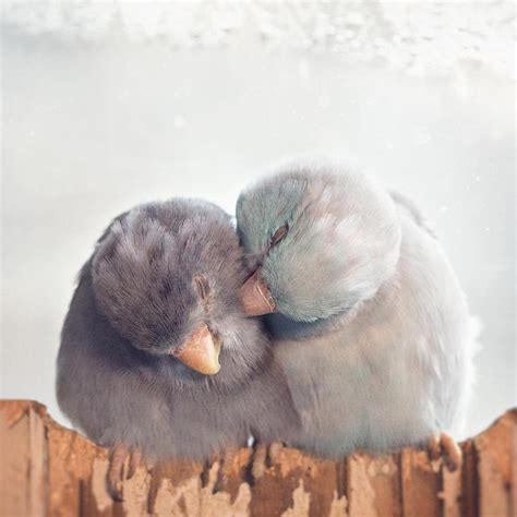 爱情鸟 | 摄影师 Rupa Sutton 捕捉到她的长尾小鹦鹉之间的爱情