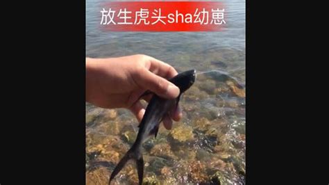 户外捕捞：放生虎头鲨幼崽_凤凰网视频_凤凰网