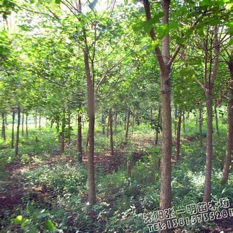 【重阳木】苗木价格报价表_图片_特征介绍_种植养护_园林用途-张一明苗木场