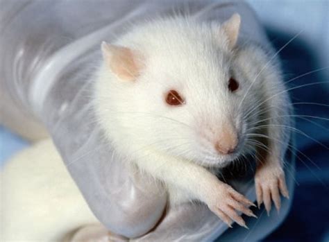 科学家培养出含有人类脑细胞的“聪明”老鼠 - 爱爱医医学网