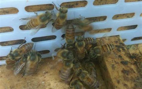 蜜蜂逃跑前有什么征兆？ - 养蜂技术 - 酷蜜蜂