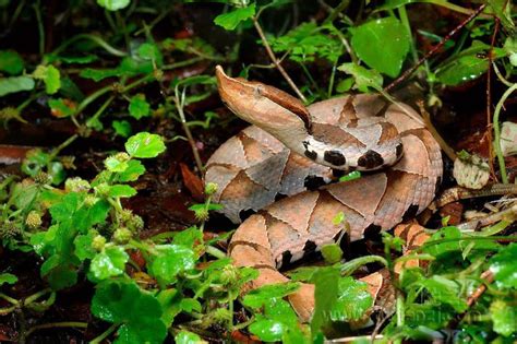 世界第一毒蛇是什么（吉尼斯纪录认证的世界最毒之蛇简介） – 碳资讯