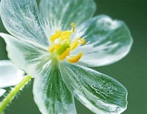 世界上最奇特的花花语 十大奇特罕见花卉的花语意义-美丽花