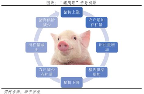 猪周期解读 - 知乎
