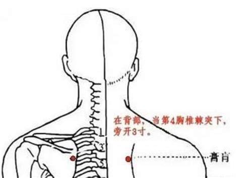 后背俞的准确位置图片,肺的最简单的位置,12背的准确位置图(第8页)_大山谷图库