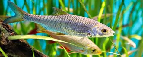 农村河里常见的十种鱼（自然水域里常见的10种鱼你钓过吗）