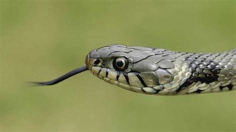 为什么蛇总是不停地吐舌头？看完真的被吓到了