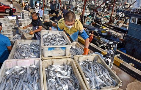 渔船陆续满载归港，各类海产集中新鲜上岸-青报网-青岛日报官网