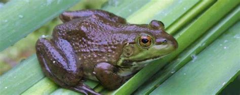 牛蛙里面有寄生虫吗，牛蛙和青蛙是一种吗-农百科